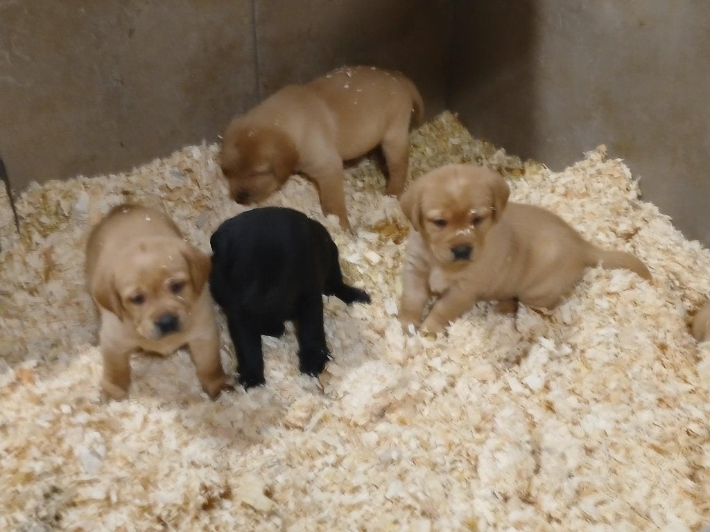 Labrador Red fox, zwart, beige, België, Fokker | Hobbymatig, 8 tot 15 weken, Labrador retriever