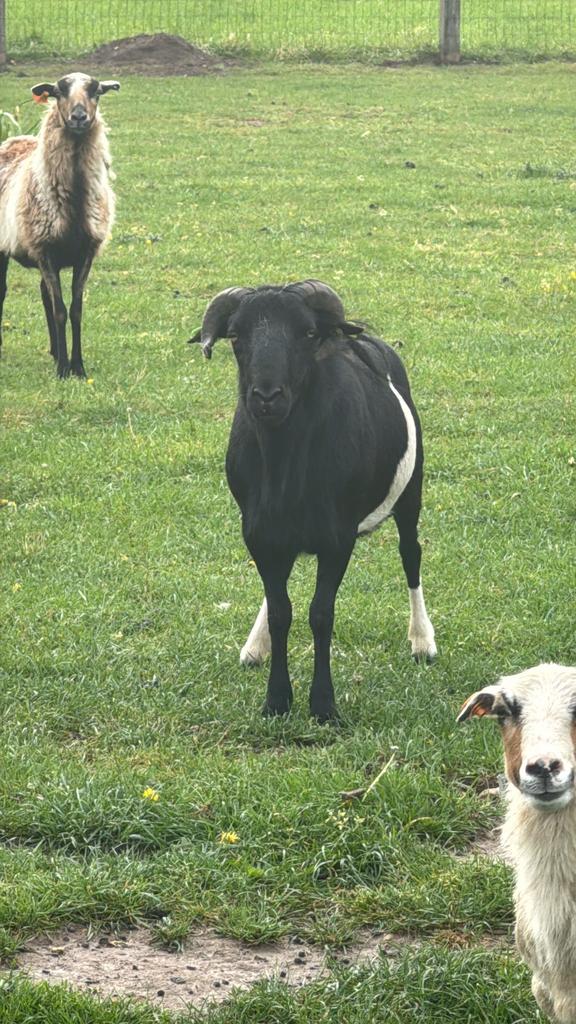 Zwart/witte kameroenram, Dieren en Toebehoren, Schapen, Geiten en Varkens, Mannelijk, Schaap, 3 tot 5 jaar