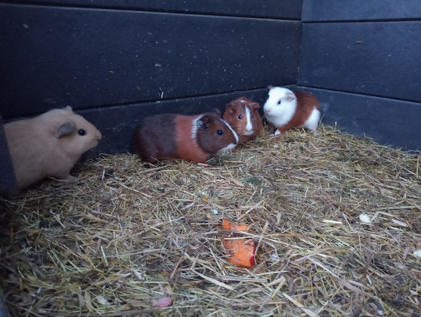 jonge cavia  beertjes, Cavia, Augustus, Meerdere dieren, Tam
