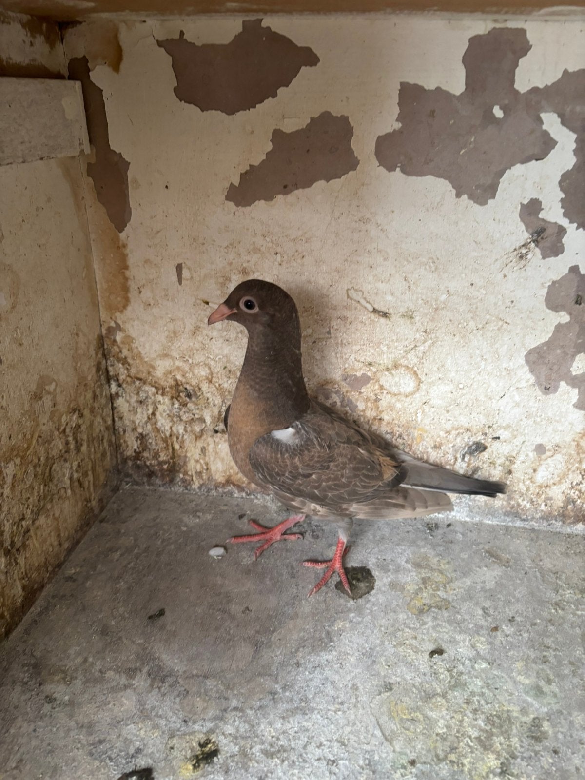 Jonge duif, Dieren en Toebehoren, Vogels | Duiven