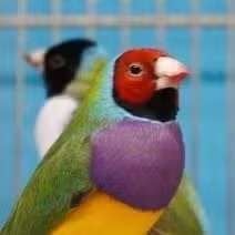 Diamant de Gould, Animaux & Accessoires, Plusieurs animaux, Canari chanteur