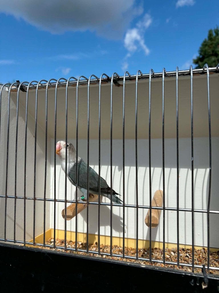 fischerie 2026, Geslacht onbekend, Dwergpapegaai of Agapornis, Geringd