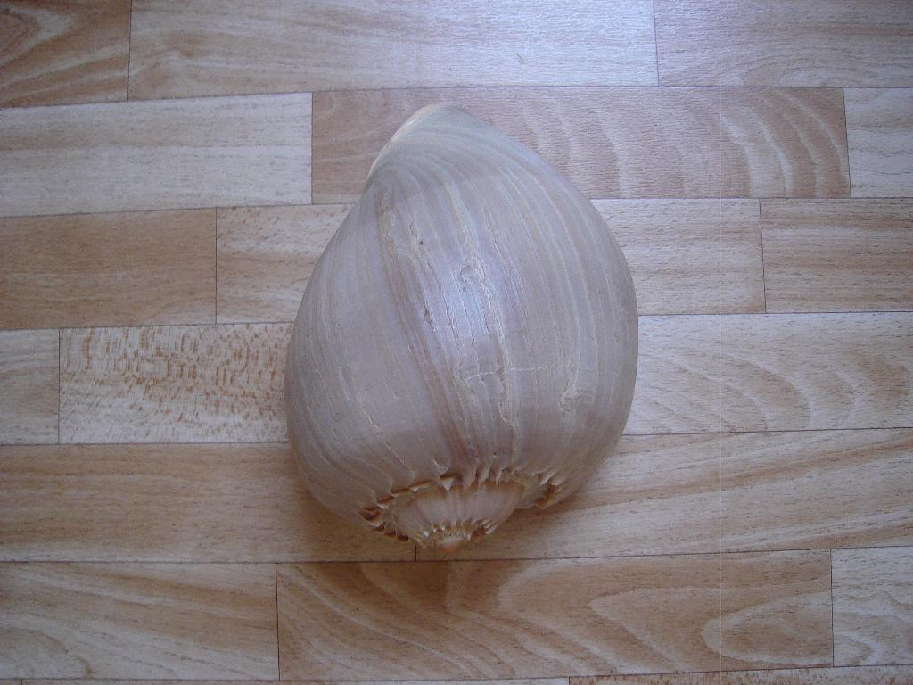 Lot de coquillage, Enlèvement, Coquillage(s)