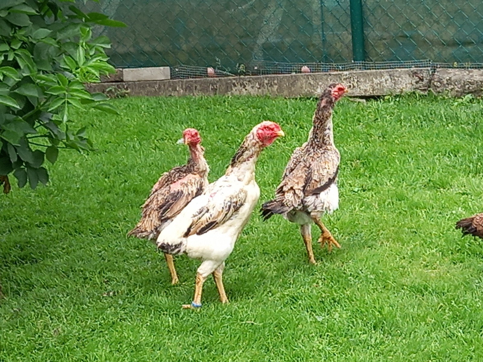 Soorthen, Dieren en Toebehoren, Pluimvee
