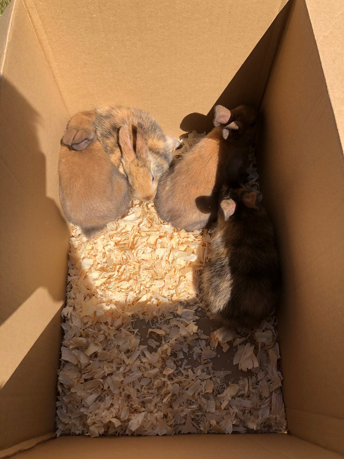 Dwergkonijntjes te koop, Plusieurs animaux, Petit, 0 à 2 ans