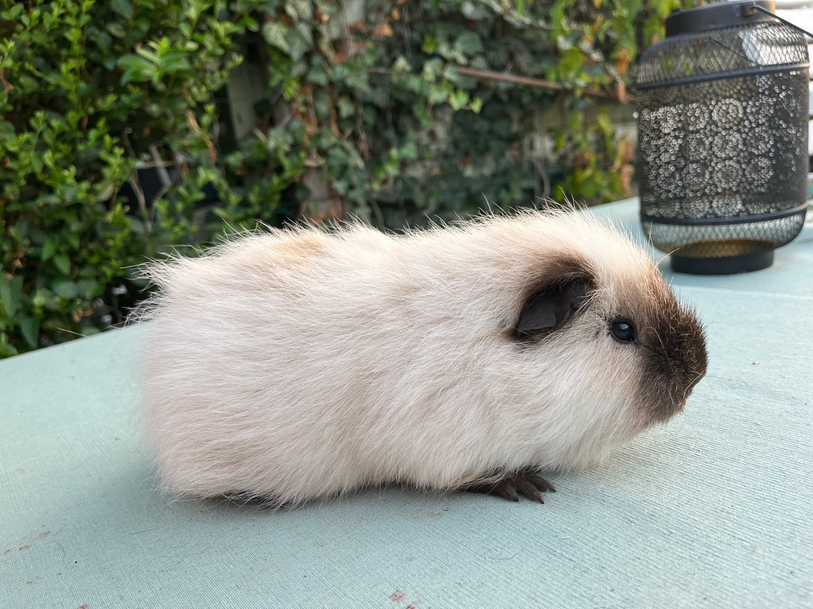 Ch teddy california beer, Dieren en Toebehoren, Mei, Mannelijk, Cavia