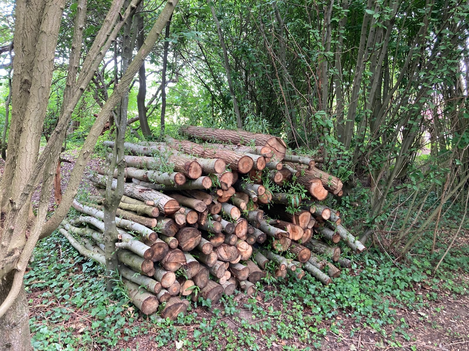 Brandhout, Enlèvement