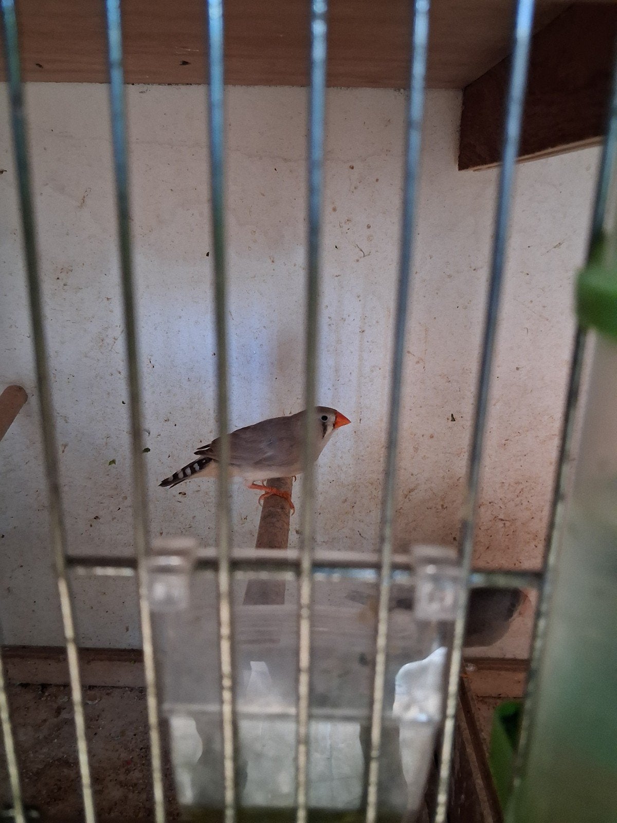 zebravinken, Dieren en Toebehoren