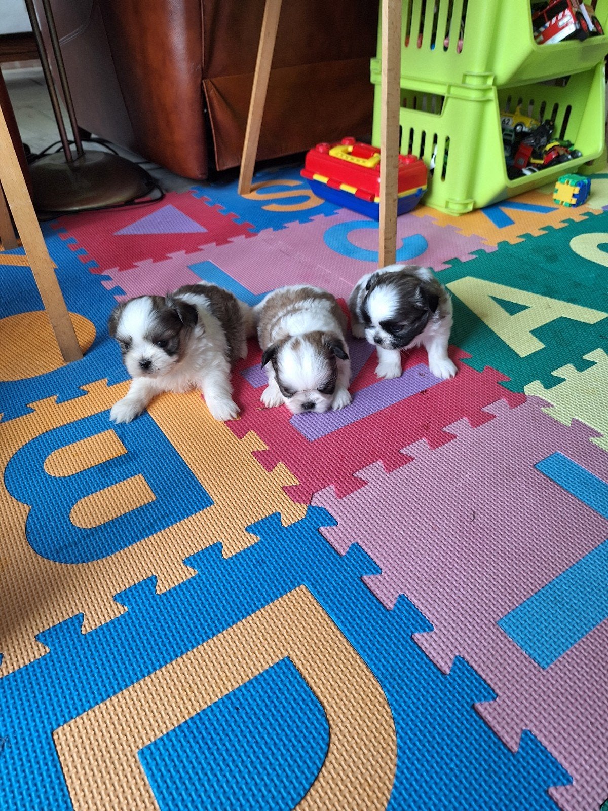 Shih tzu pups, Animaux & Accessoires, Maladie de Carré (chiens), Belgique, Plusieurs, 8 à 15 semaines