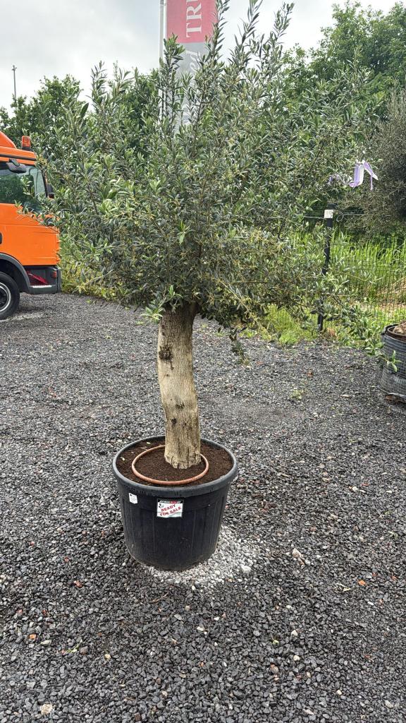 Olijfboom Volle kruin, Tuin en Terras, Planten | Bomen, Lente, Olijfboom, 250 tot 400 cm, Ophalen