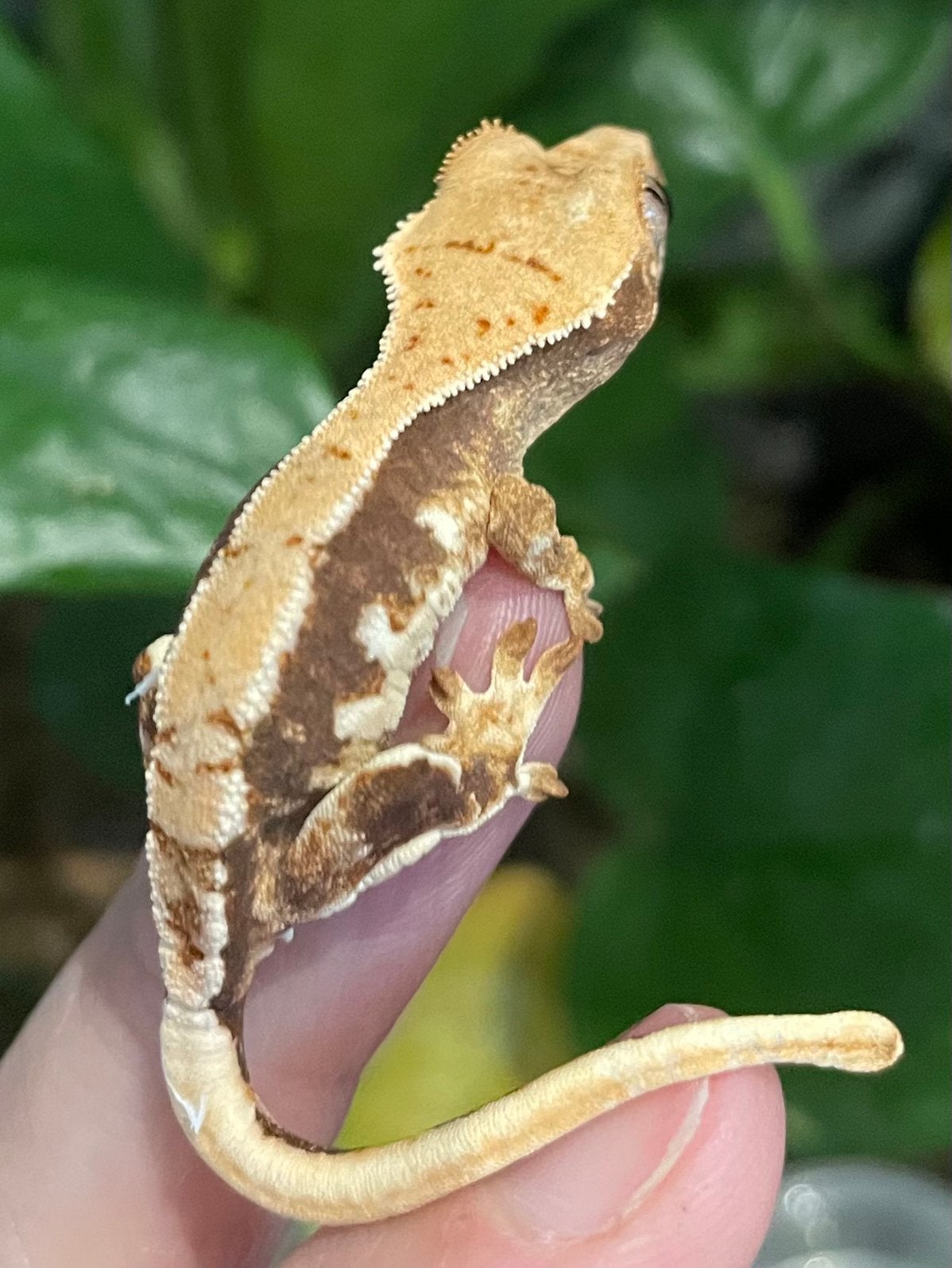 Wimpergekko nakweek lilly white, Dieren en Toebehoren, 0 tot 2 jaar