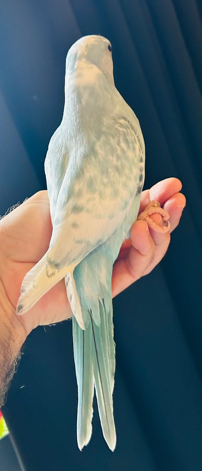 Handtamme Halsbandparkieten 8 weken oud, Dieren en Toebehoren, Vogels | Parkieten en Papegaaien, Geslacht onbekend, Geringd