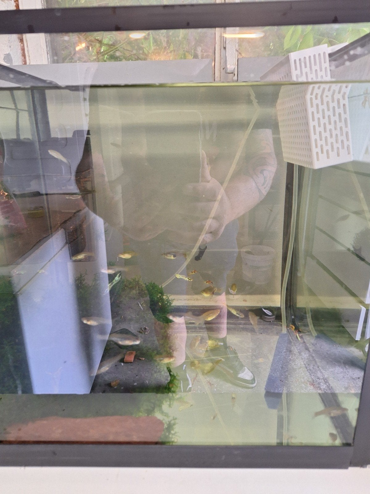 aquarium vissen, Enlèvement