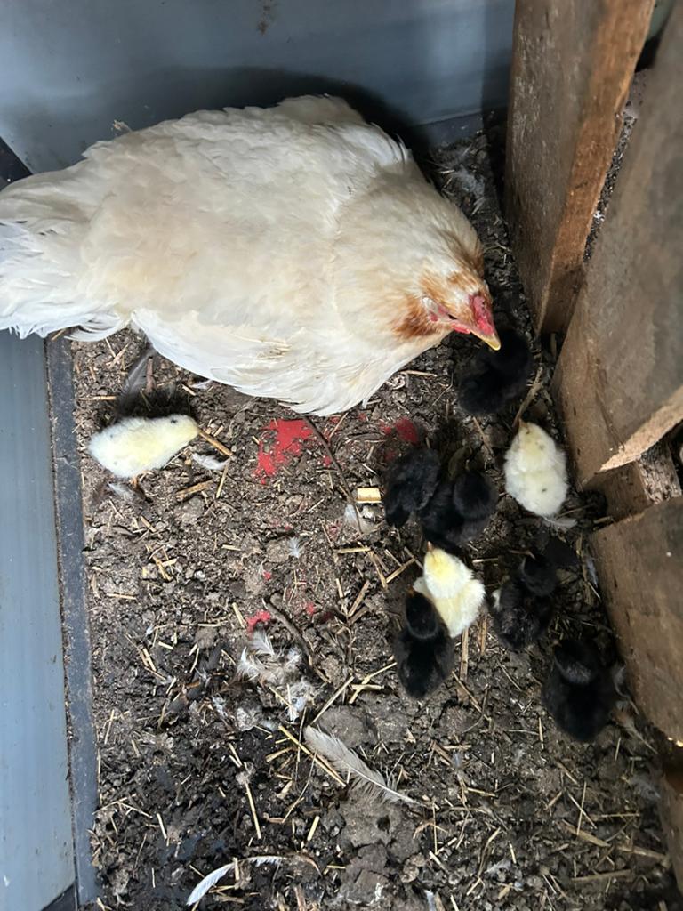 Legkip met 9 kuikens, Dieren en Toebehoren, Pluimvee, Kip