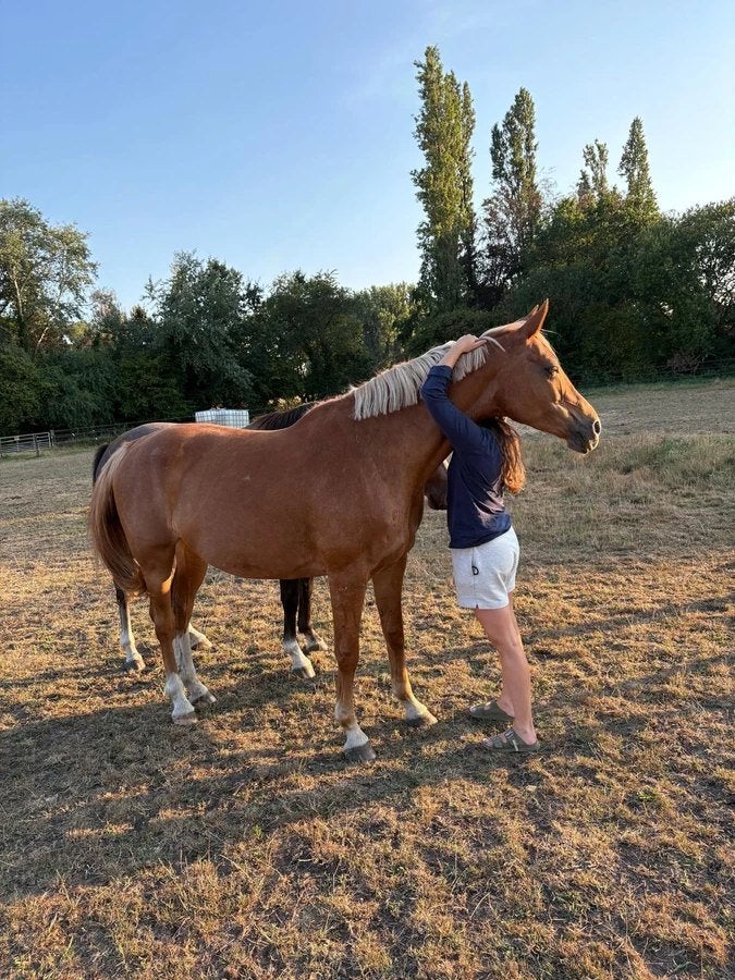 Belle jument de soins et de loisirs, Z, 11 ans ou plus, Avec pedigree, 165 à 170 cm