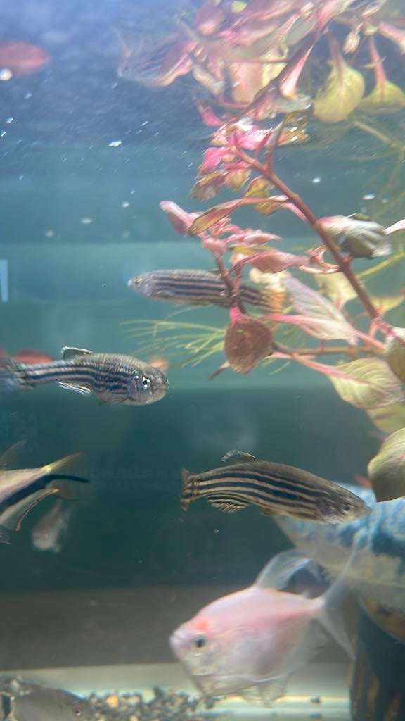5 zebra danios, Dieren en Toebehoren, Vis, Zoetwatervis, Schoolvis