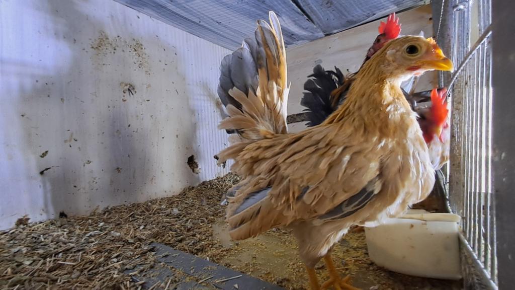 Serama kip, Dieren en Toebehoren, Vrouwelijk, Kip