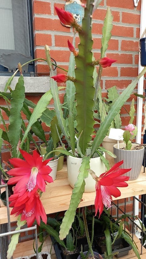 stekjes van rood bloeiende hangcactus vanaf 5€, Huis en Inrichting, Kamerplanten, Ophalen, Cactus