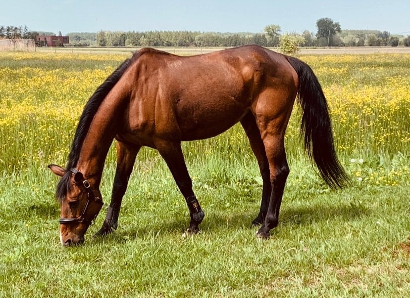 Paard halve stal, Dieren en Toebehoren, Ruin, 165 tot 170 cm, 11 jaar of ouder