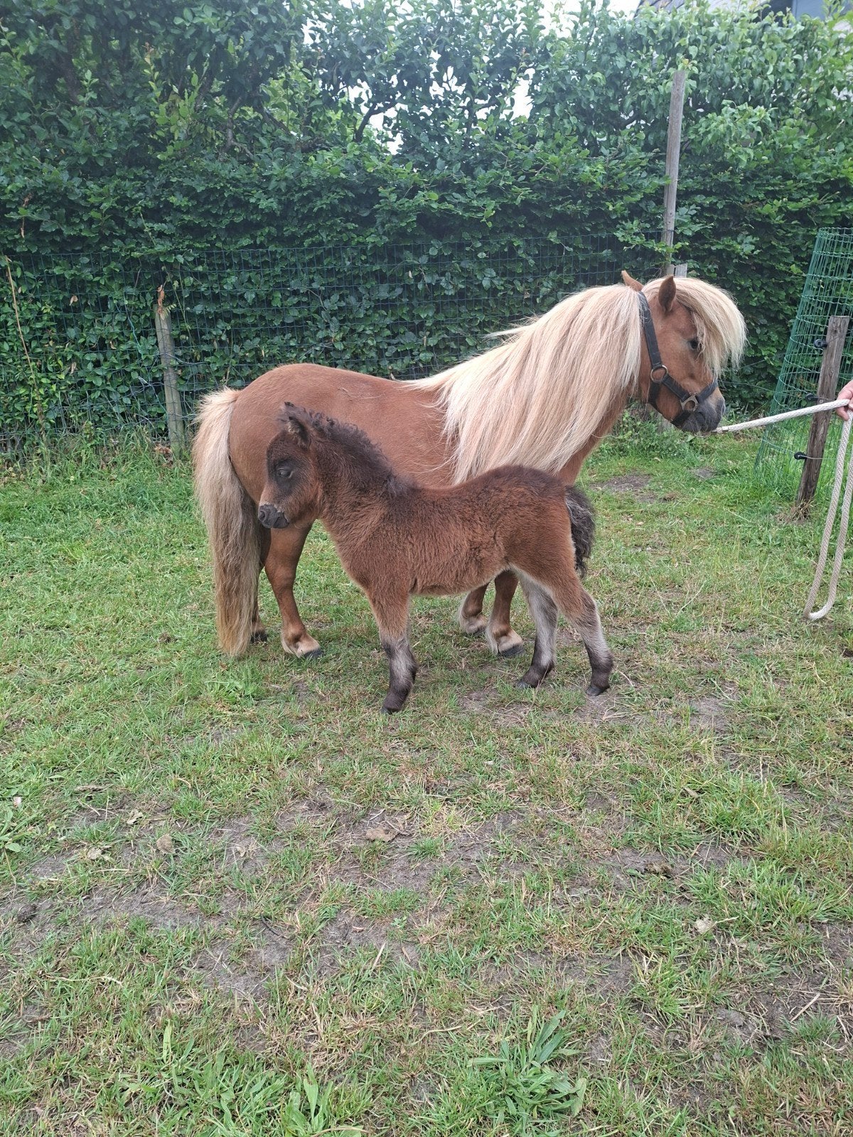 Shetlander, Dieren en Toebehoren, Pony's, Merrie