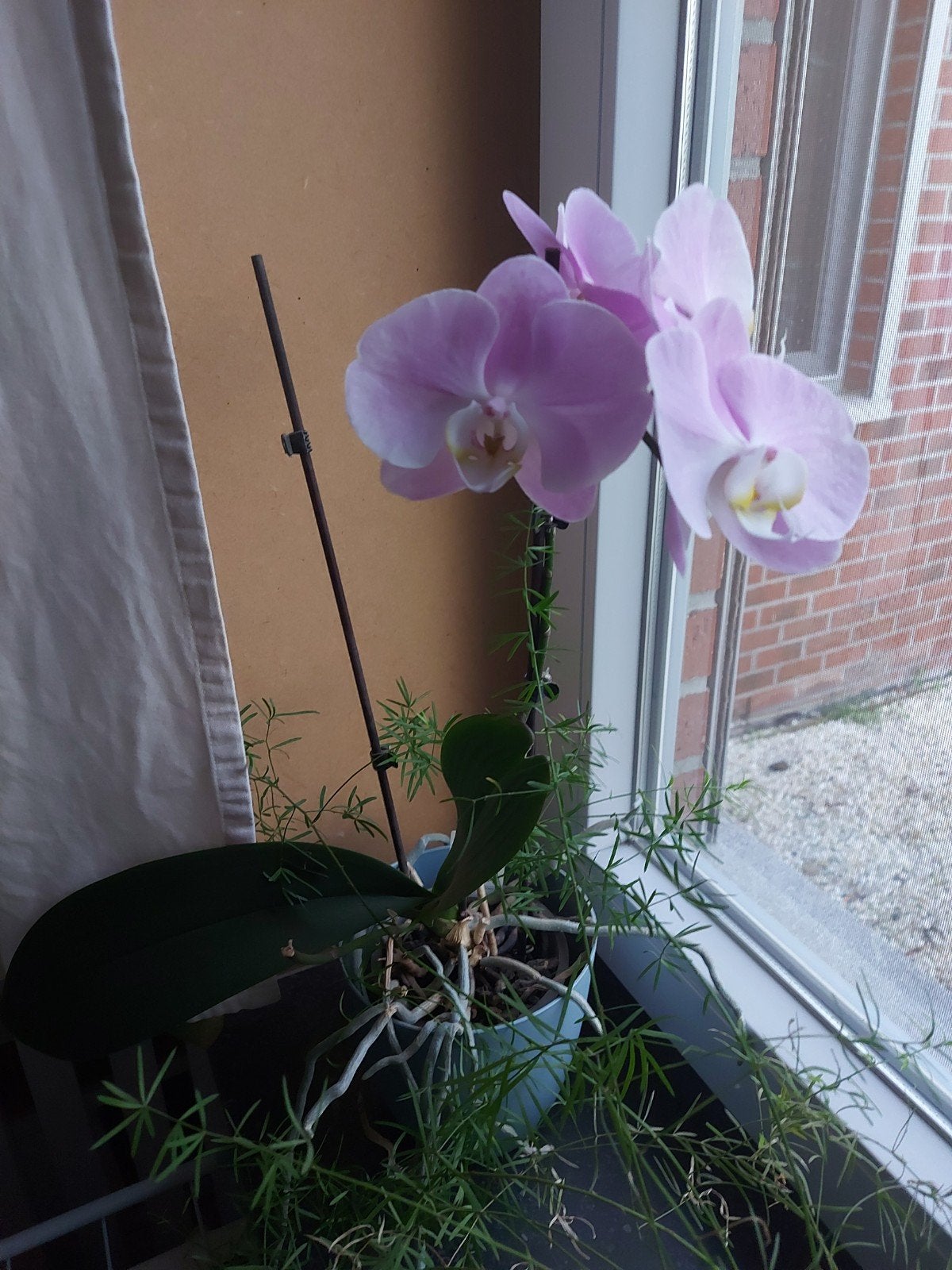 orchidée, Enlèvement