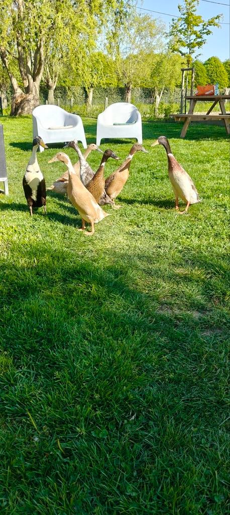 Broedeieren Indische loopeenden, Dieren en Toebehoren