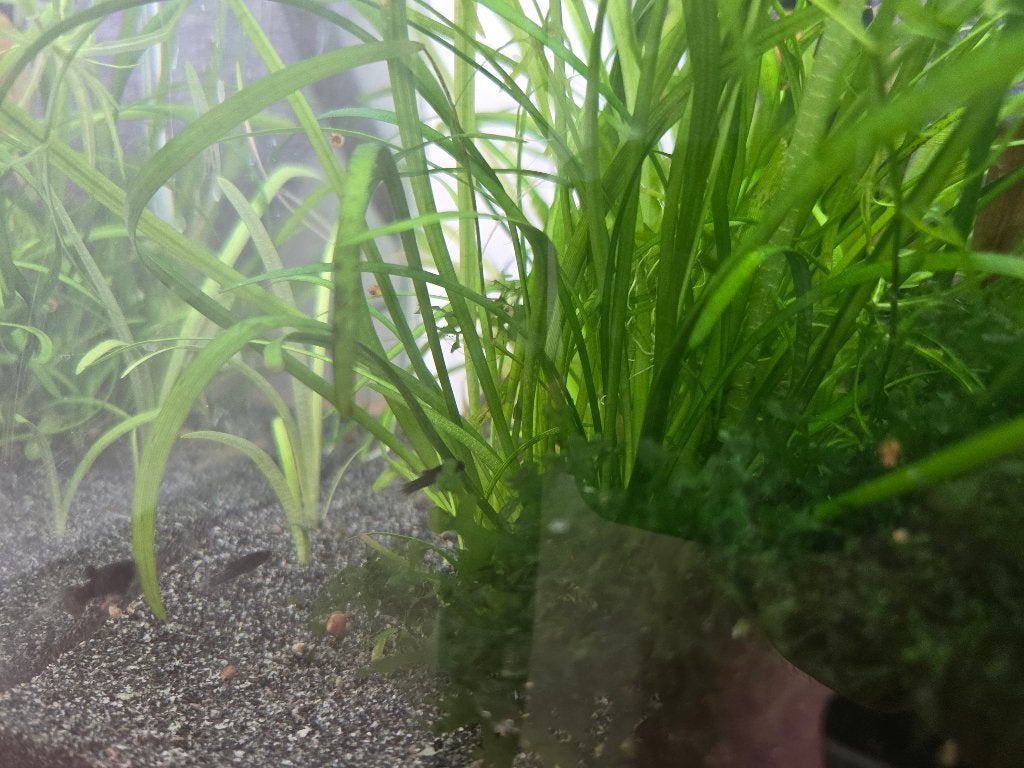 Black Molly's en Ancistrussen te ruil, Dieren en Toebehoren, Vis, Zoetwatervis