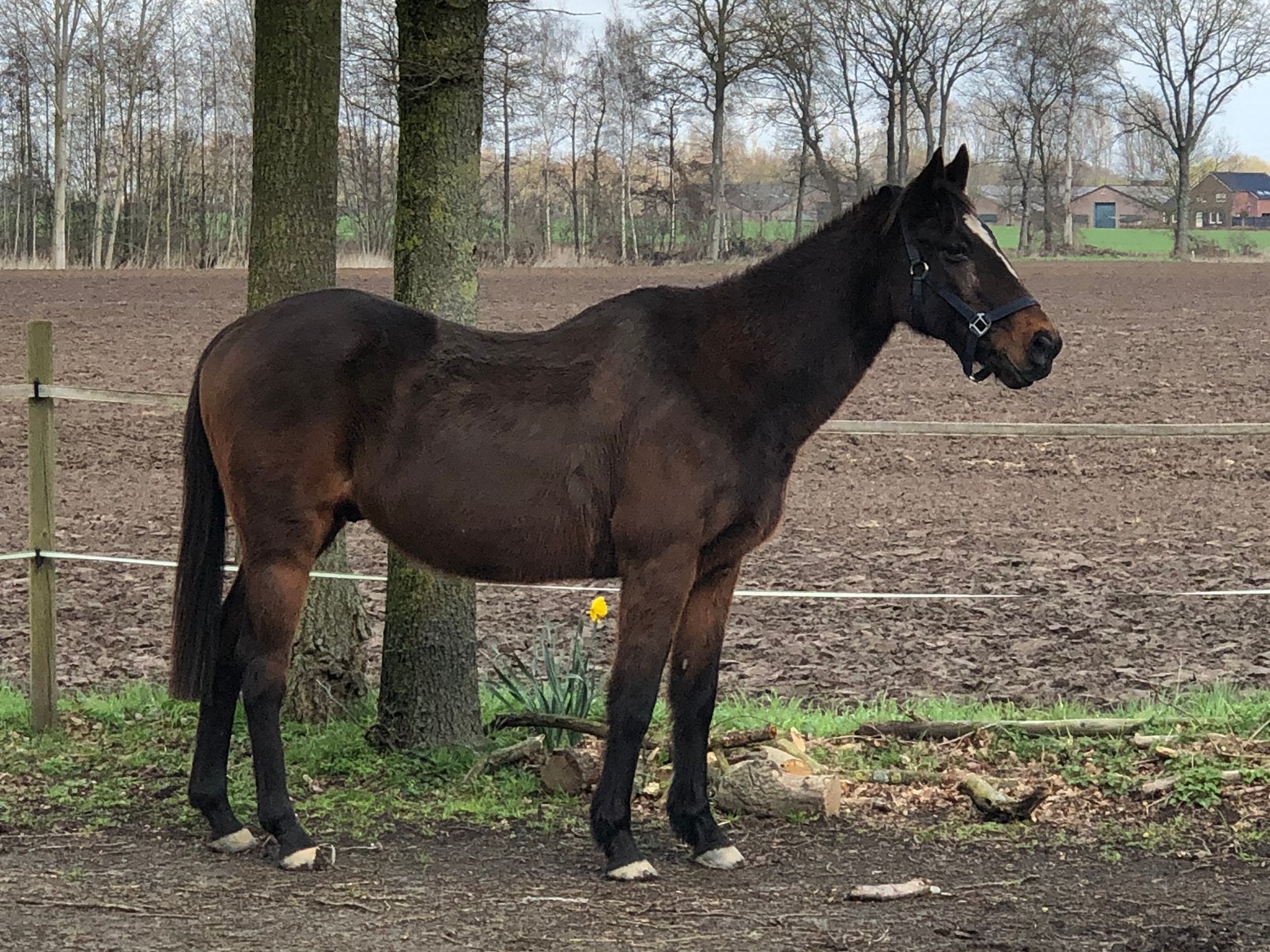 Brave pony, Dieren en Toebehoren