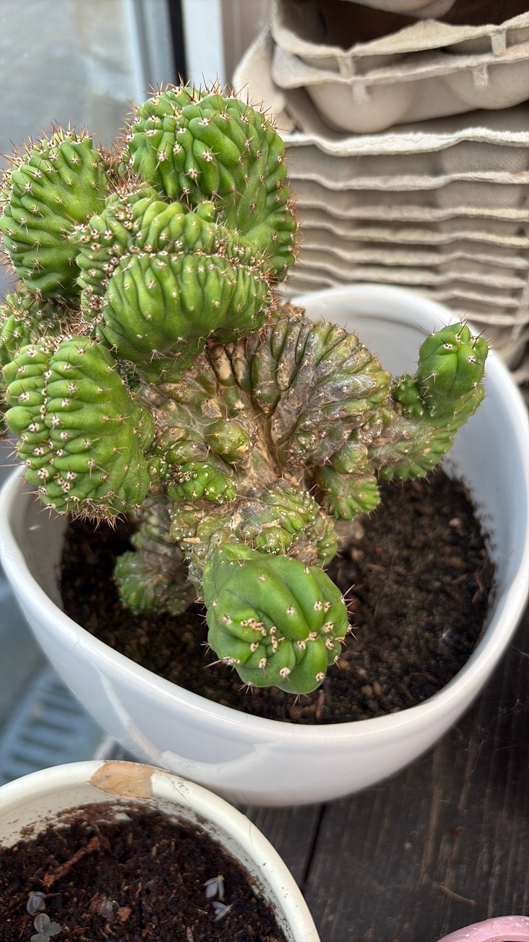 Cactus - Cereus peruvianus monstrose, Ophalen, Cactus
