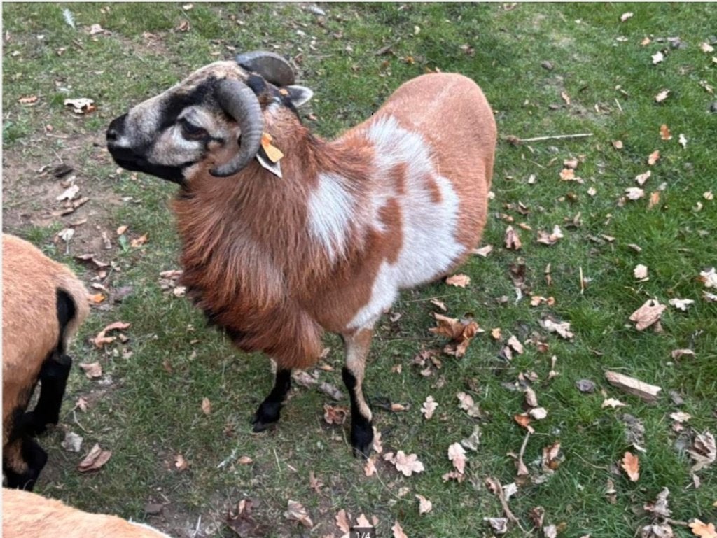 Moutons du Cameroun - beau bélier, Mouton