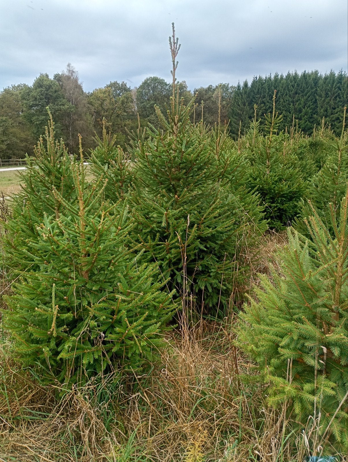 Sapin de Noël - Épicéa, Jardin & Terrasse, Enlèvement