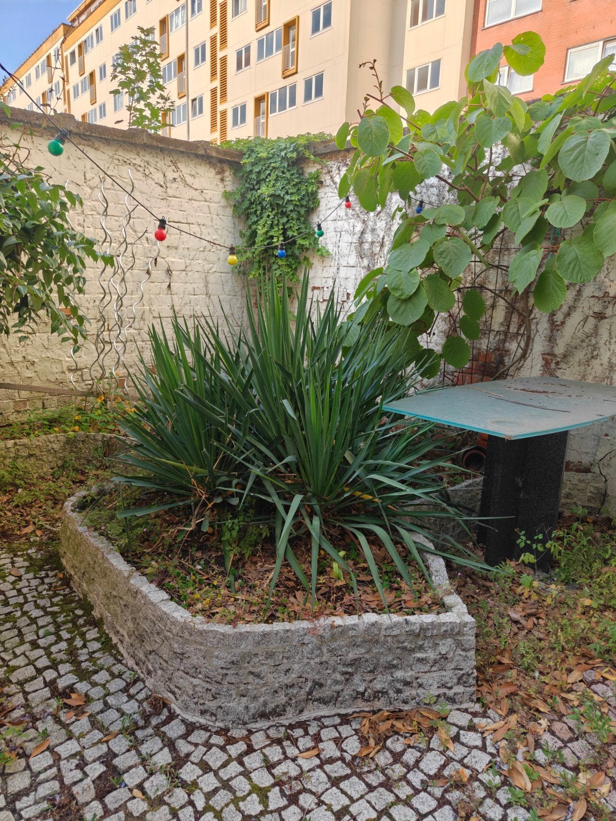 Yucca filamentosa / palmlelie, Enlèvement