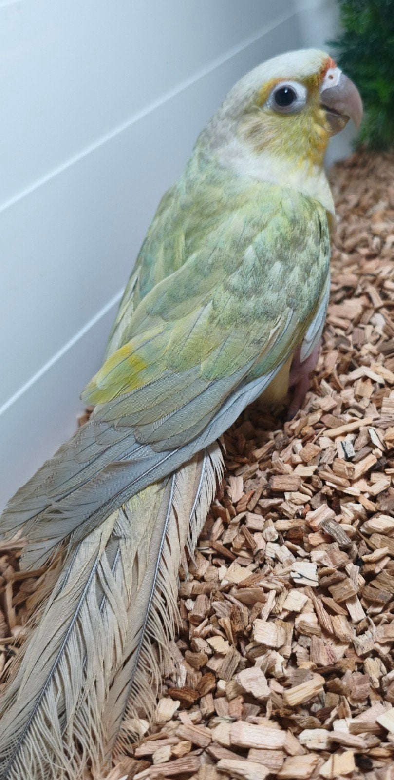 Pyrrhura opaline mintviolet paar, Meerdere dieren, Geringd