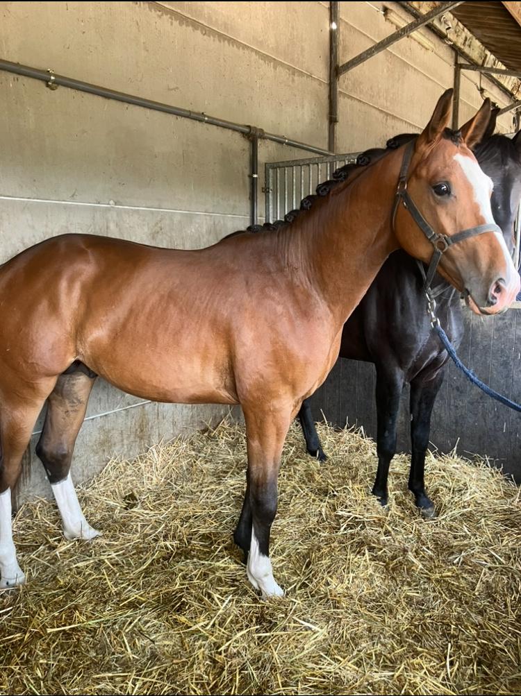 2 jr dressuur hengst van Urianto ( Escamillo) x De Niro, Dieren en Toebehoren, Met stamboom, Dressuurpaard, 0 tot 2 jaar, Hengst
