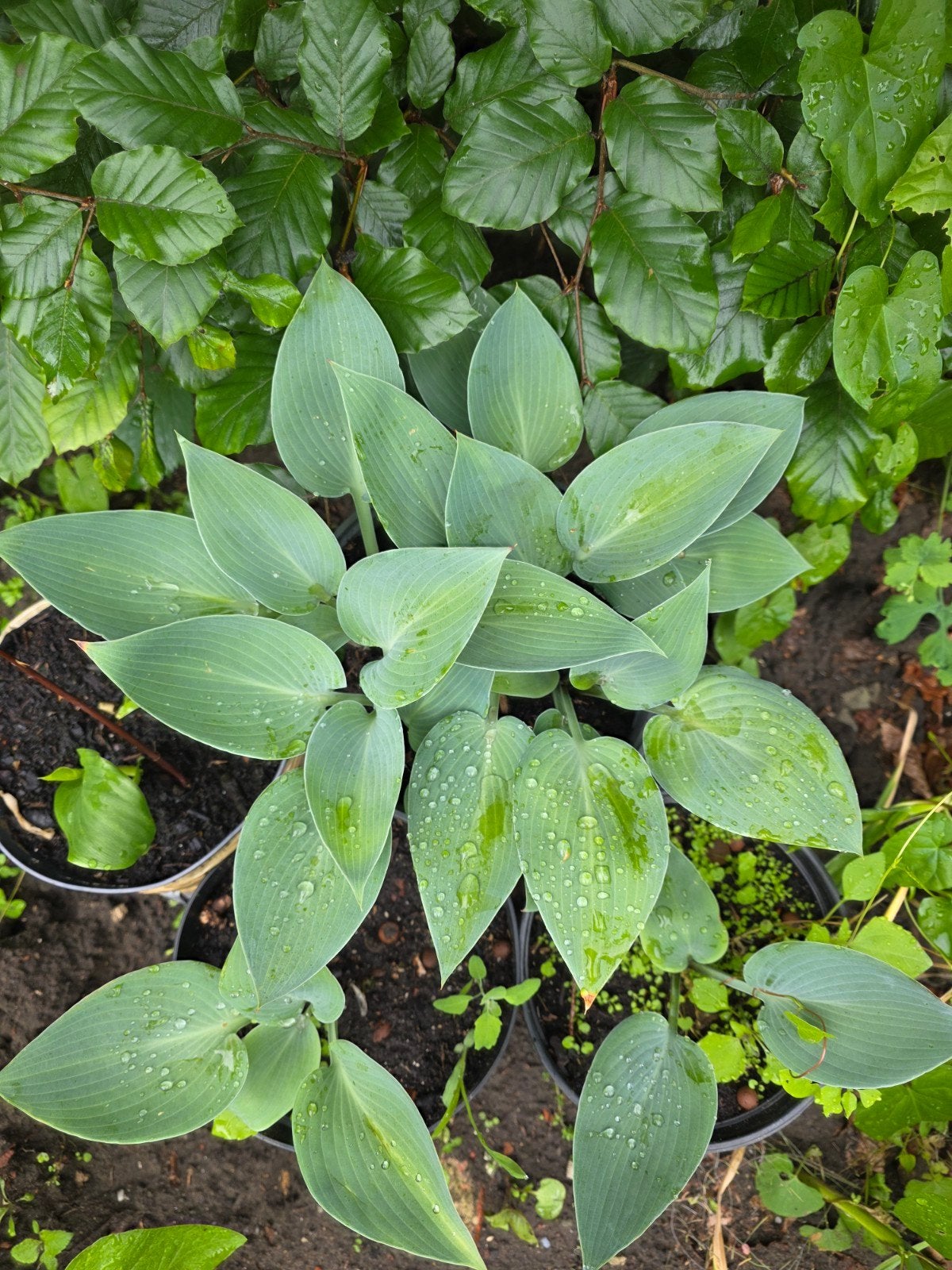 Hostas, Ophalen