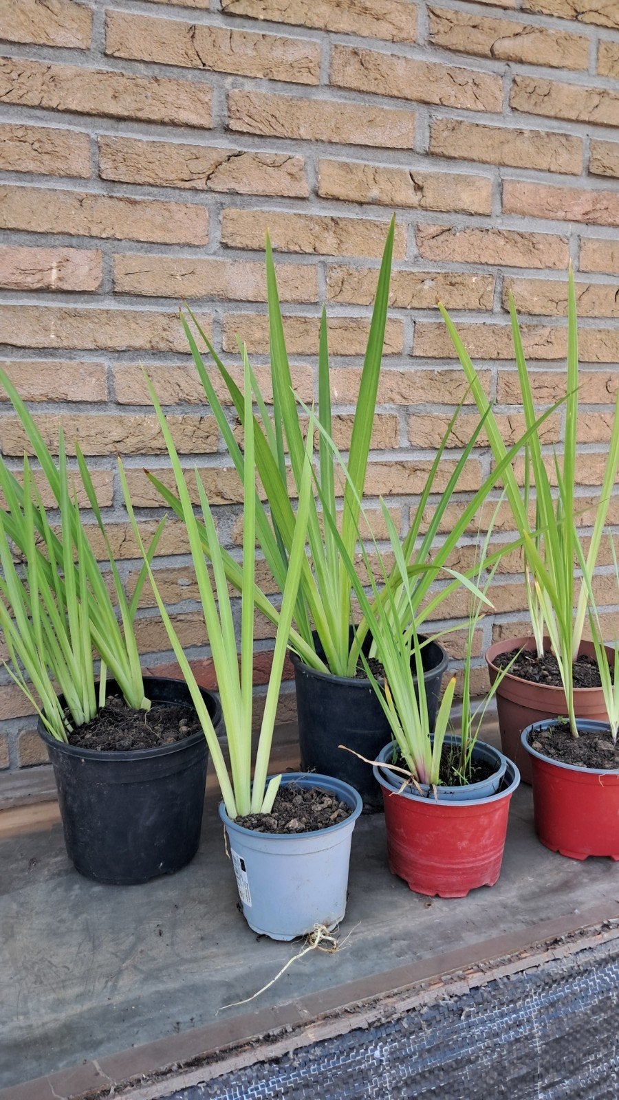 Gele  lis  in pot, Ophalen