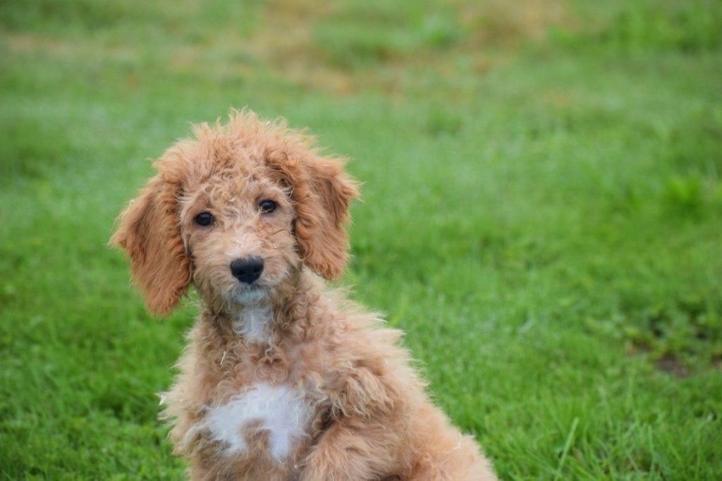Maltipoo pups diverse kleuren, België, 15 weken tot 1 jaar, CDV (hondenziekte), Meerdere