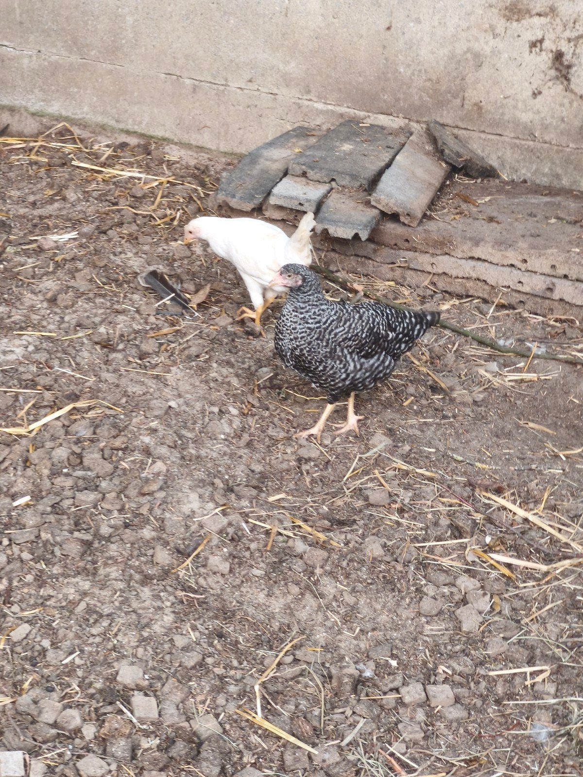 Legkippen te koop, Dieren en Toebehoren, Pluimvee