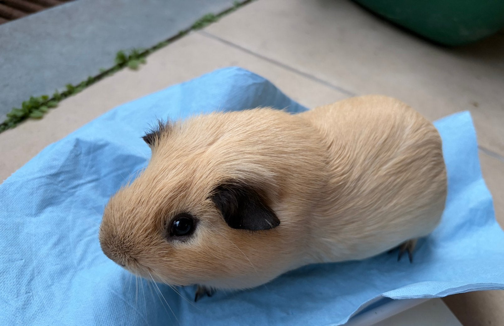 2 super lieve California cavia beertjes, Dieren en Toebehoren, Cavia, April, Mannelijk, Tam