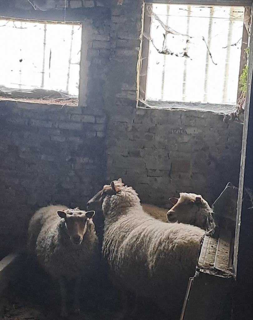 Schapen (ooien) te koop, Dieren en Toebehoren