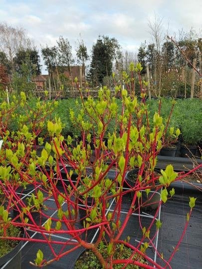 1 CORNUS  ALBA  SIBRICA  in pot   solden, Ophalen