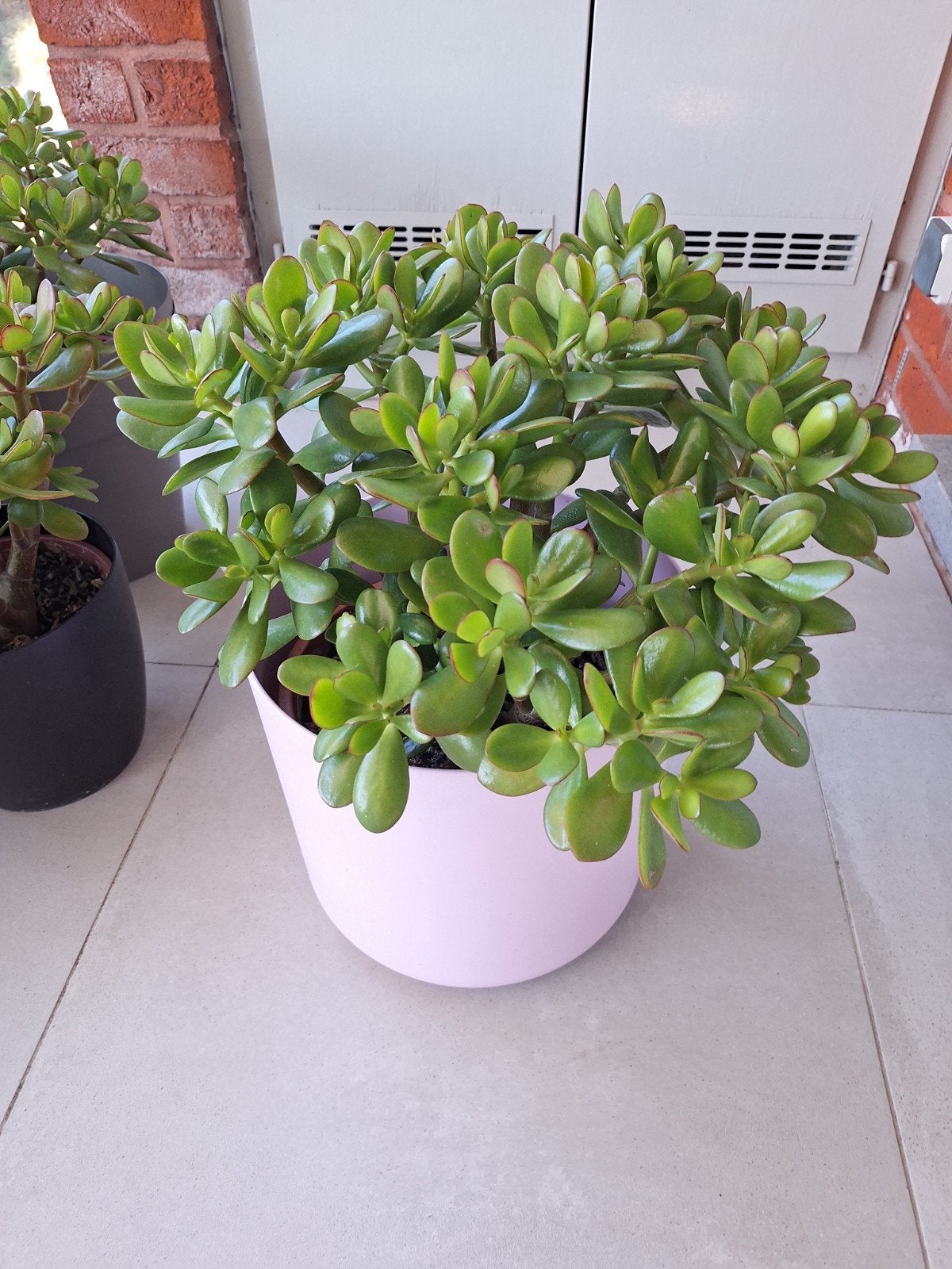 vetplant, Ophalen, Vetplant, In pot, Minder dan 100 cm