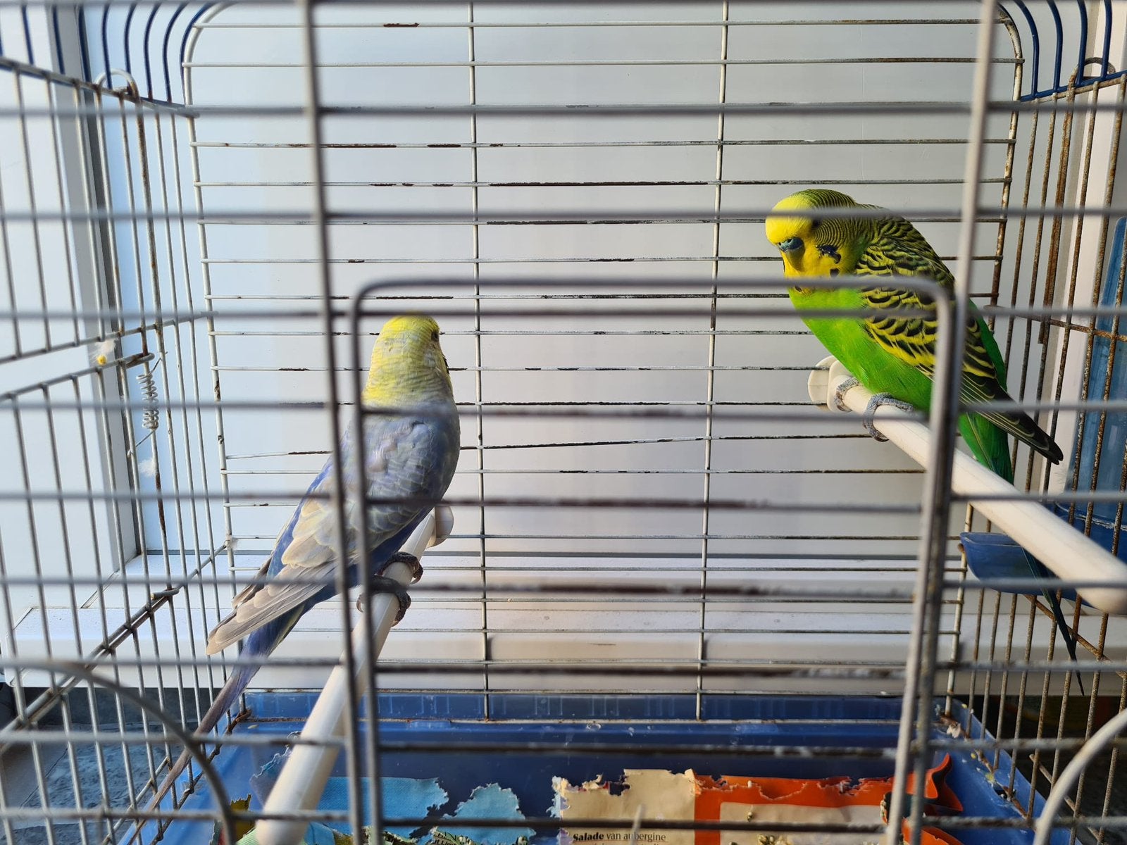 couple de peruche et cage