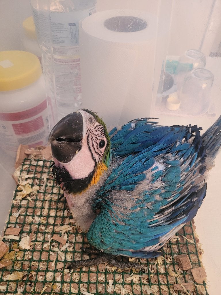 Jonge geelblauwe ara, Dieren en Toebehoren, Vogels | Parkieten en Papegaaien, Geslacht onbekend, Papegaai, Tam