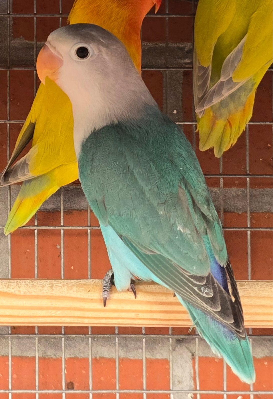 Blauwe Fischeri 2026, Dieren en Toebehoren, Geslacht onbekend, Dwergpapegaai of Agapornis, Geringd