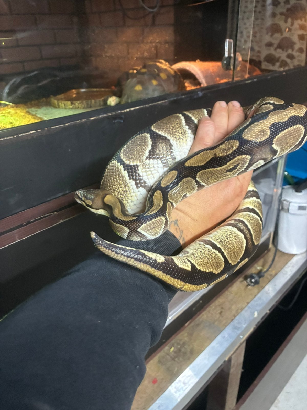 Bal python, Animaux & Accessoires, Reptiles & Amphibiens, Serpent, Domestique, 3 à 6 ans