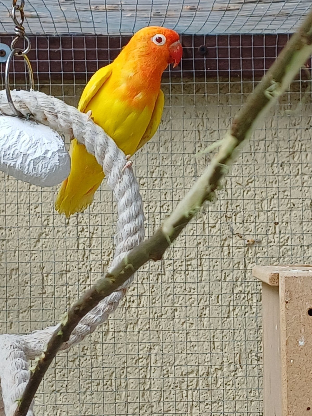 2 prachtige pastelino albino