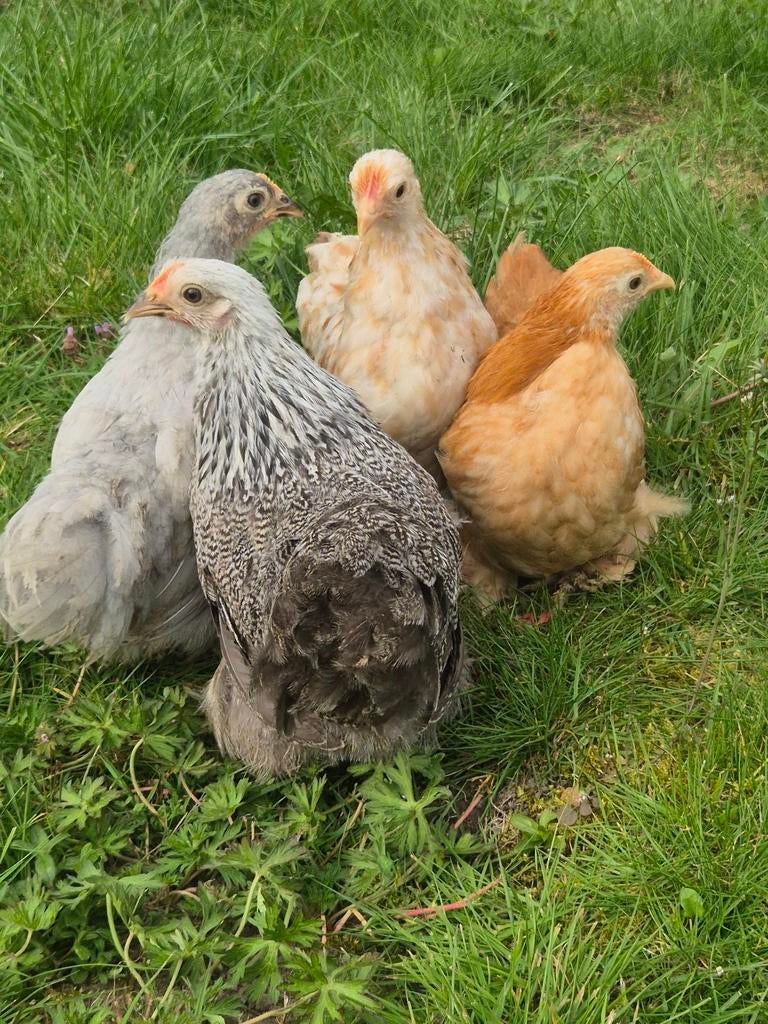 Cochin kriel hennetjes te koop, Dieren en Toebehoren, Pluimvee