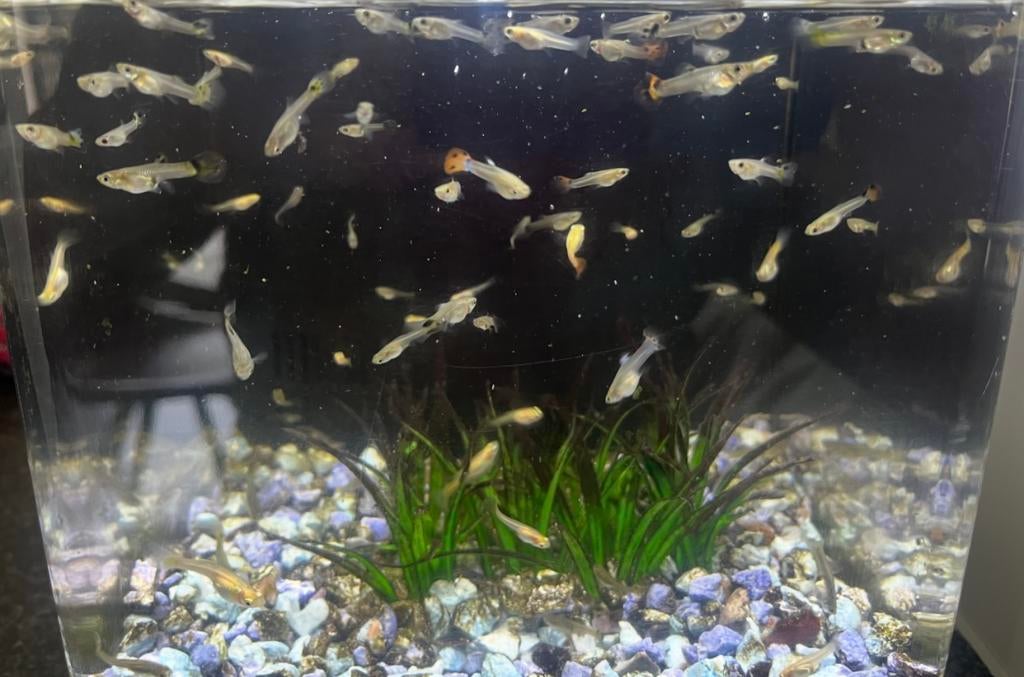 Jonge guppies, Dieren en Toebehoren