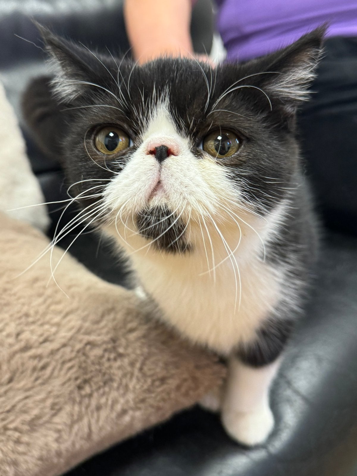 kitten Exotic korthaar poes, Dieren en Toebehoren, Poes, Met stamboom, 0 tot 2 jaar